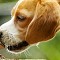 Toad Venom Toxicosis in Dogs.
